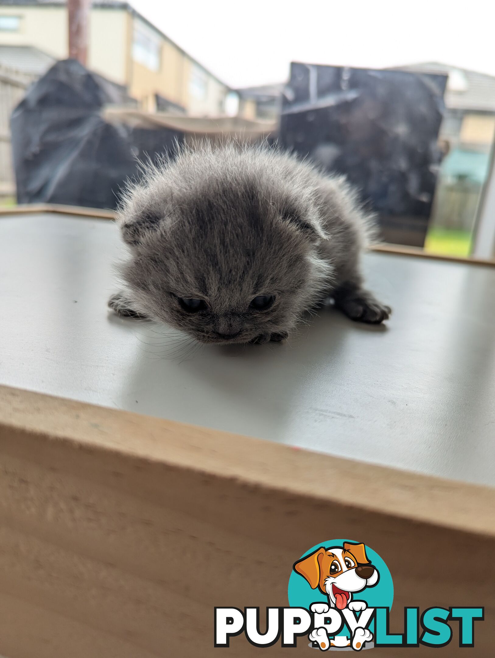 Pure Bred Blue British shorthair Kittens