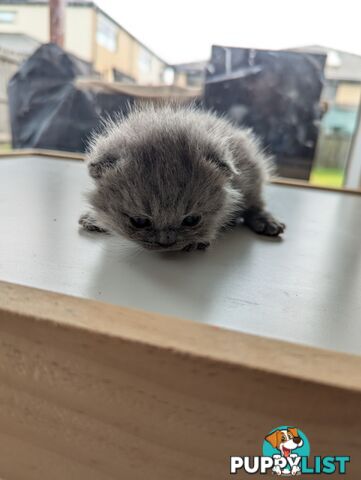 Pure Bred Blue British shorthair Kittens