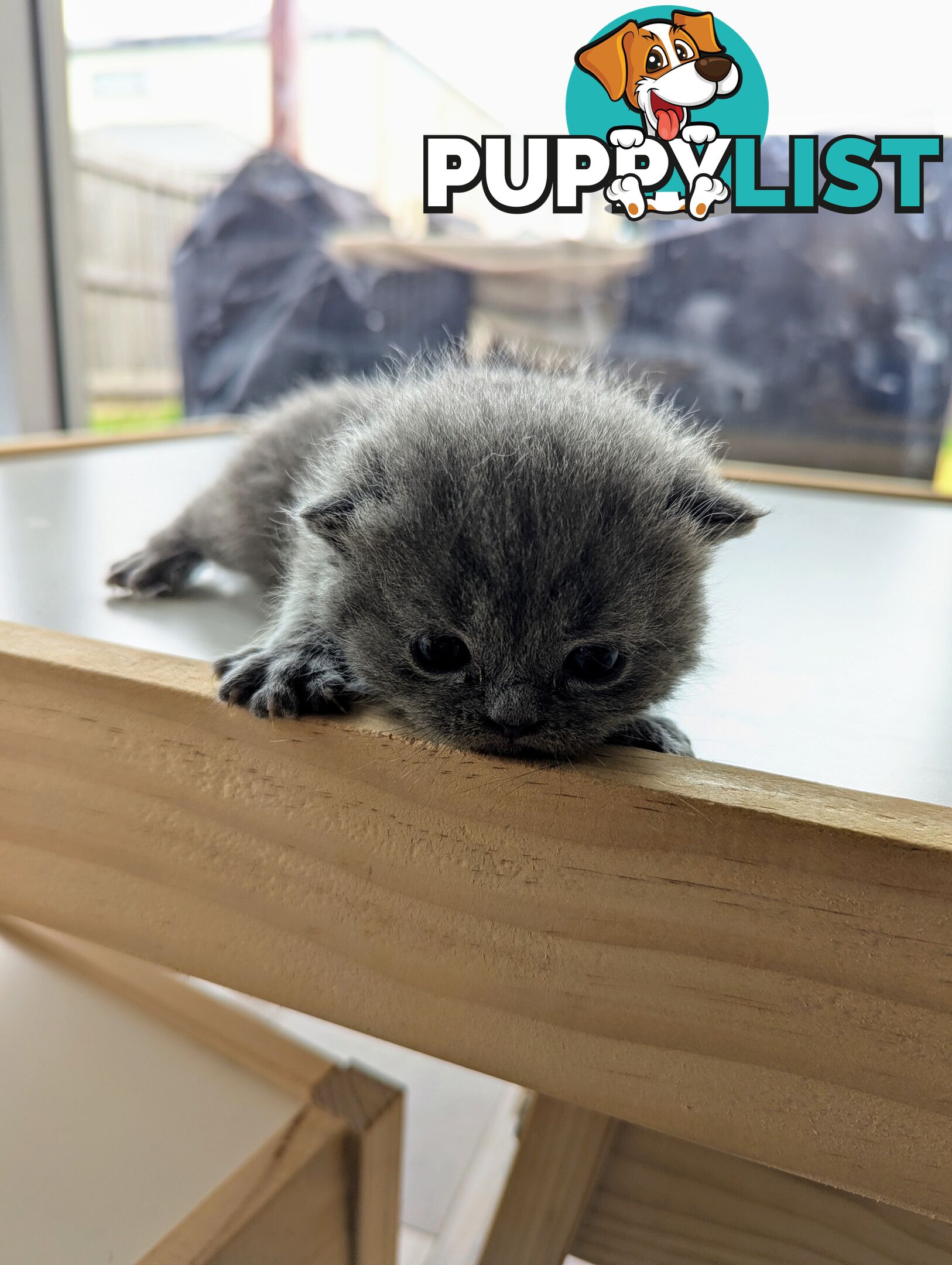 Pure Bred Blue British shorthair Kittens