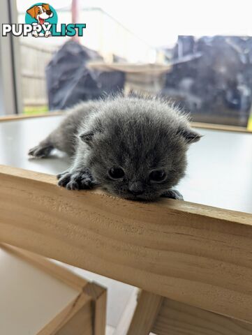 Pure Bred Blue British shorthair Kittens