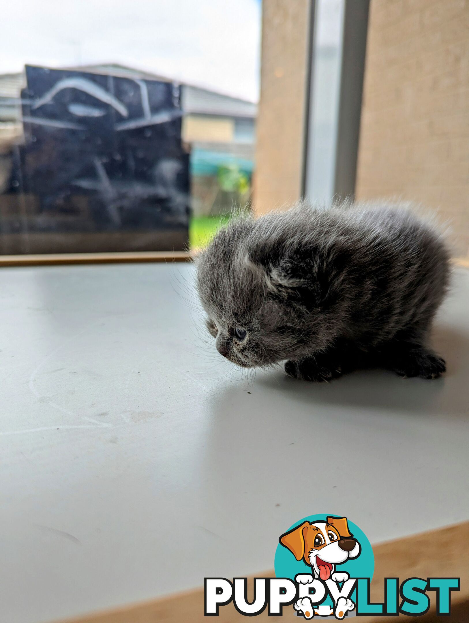 Pure Bred Blue British shorthair Kittens