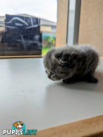 Pure Bred Blue British shorthair Kittens