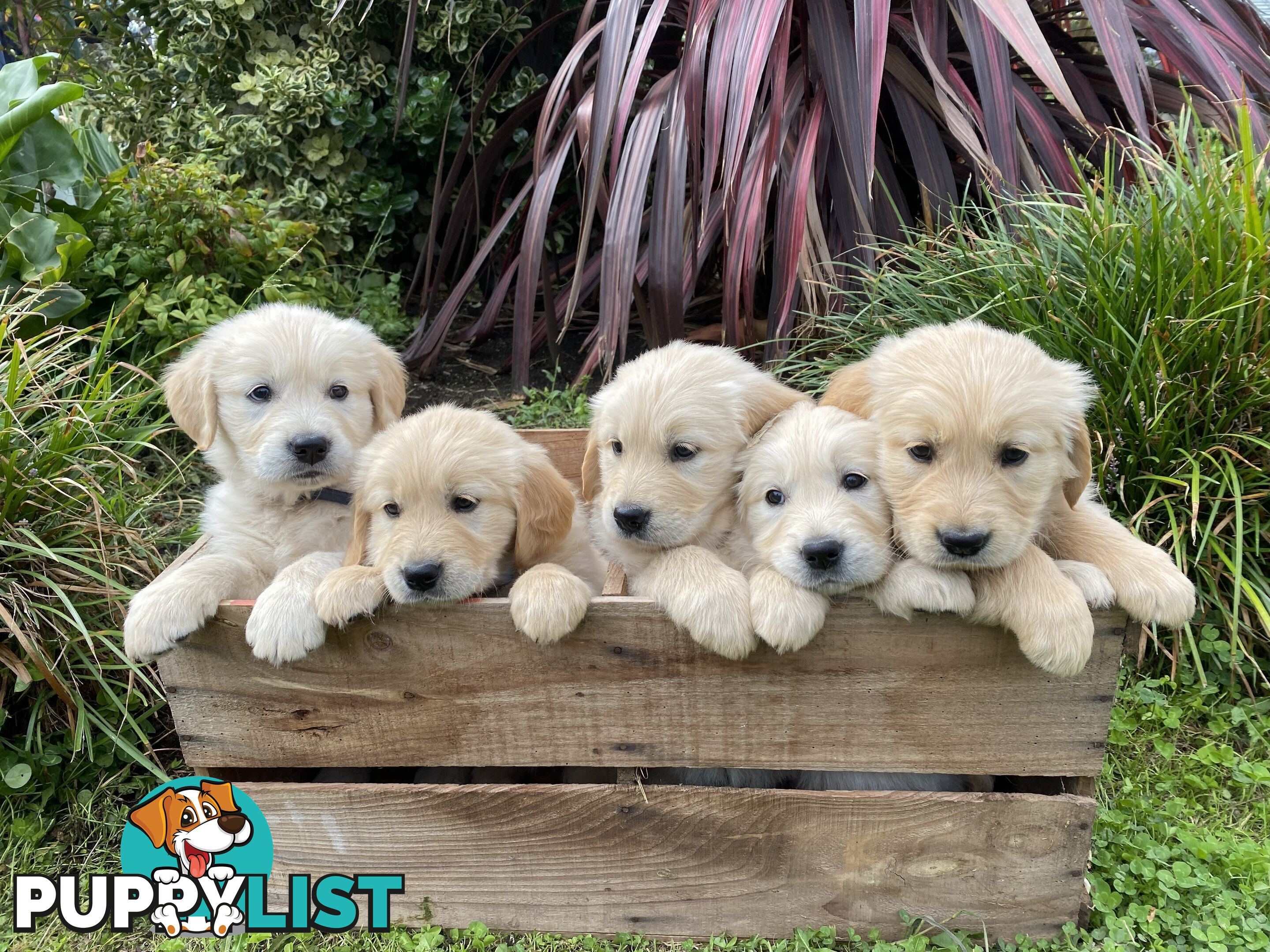 Golden Retriever Pups