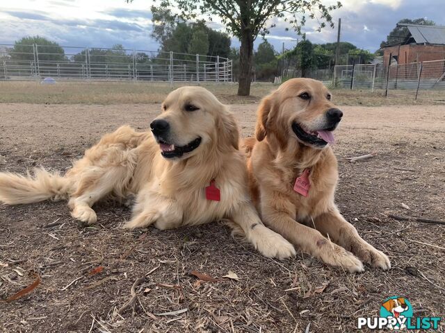 Golden Retriever Pups