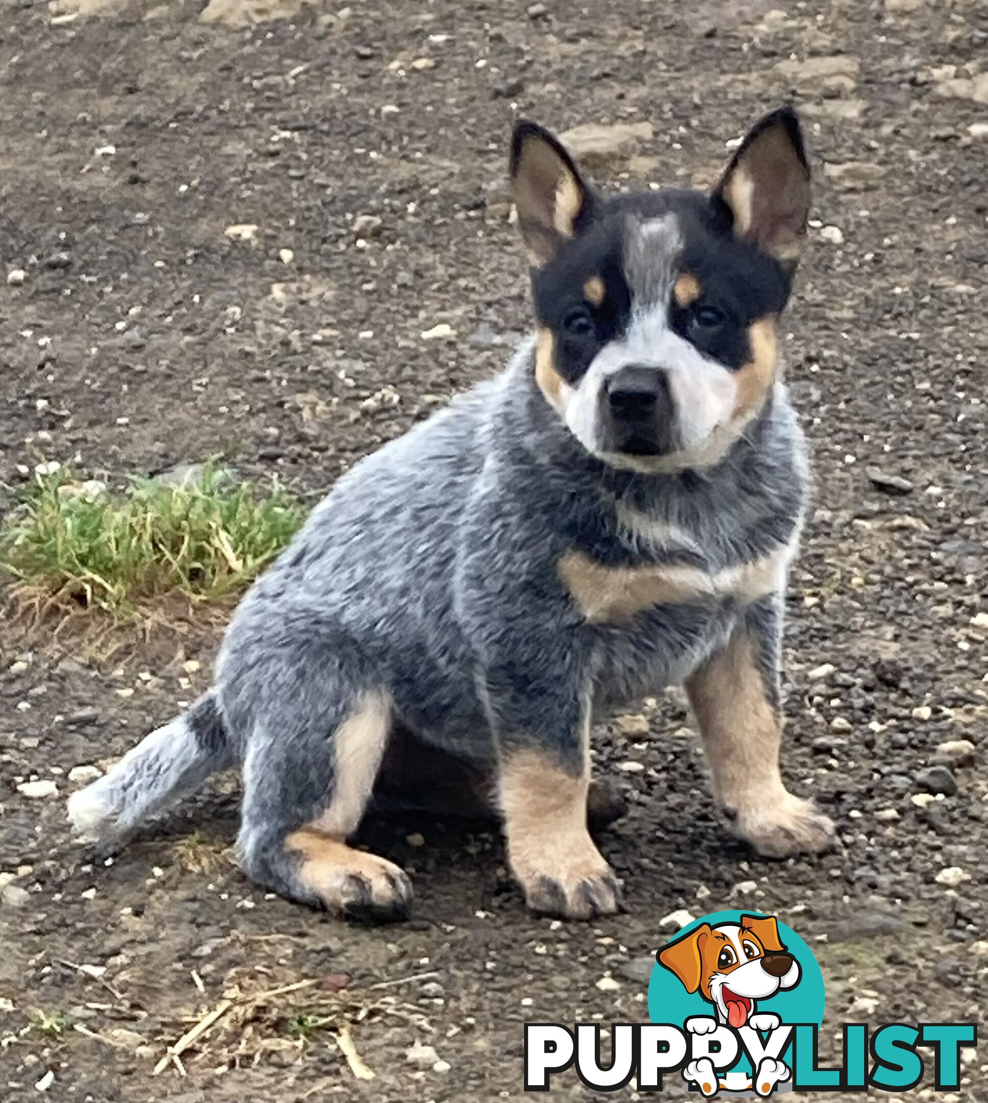 Beautiful blue heeler pups