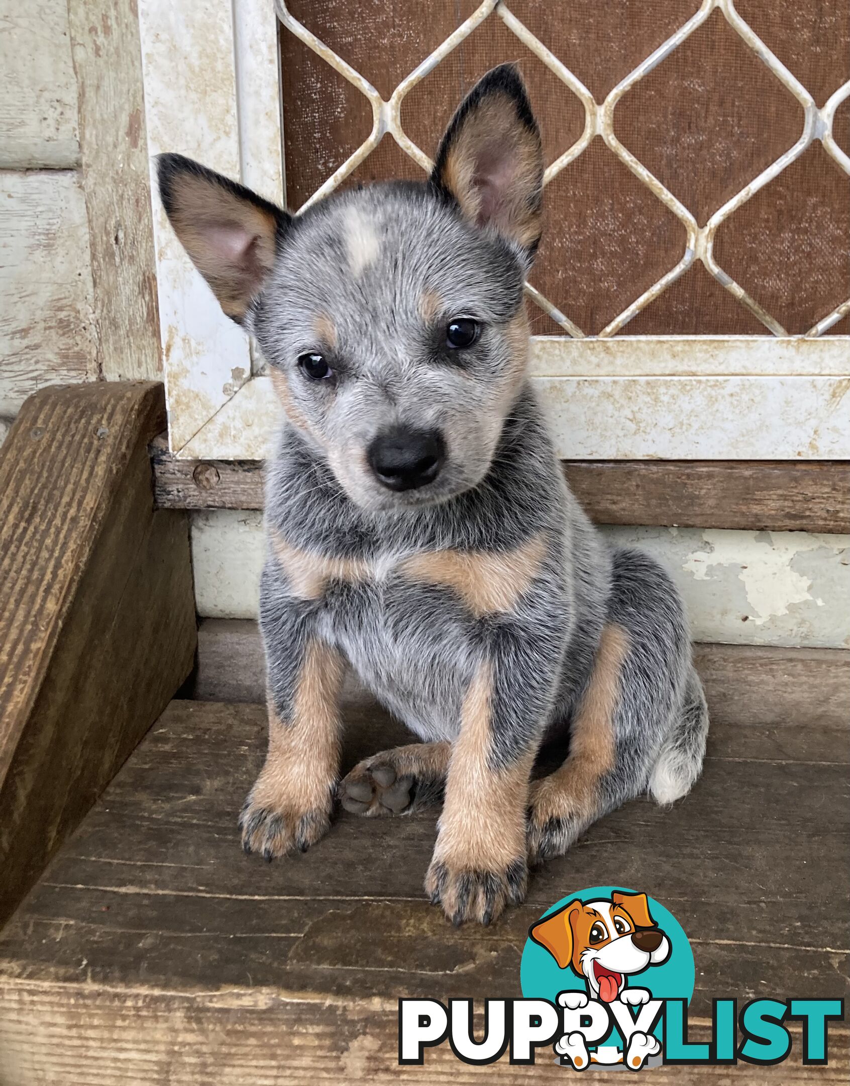 Beautiful blue heeler pups