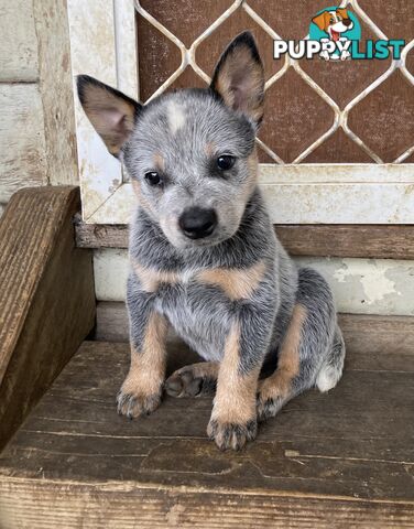 Beautiful blue heeler pups