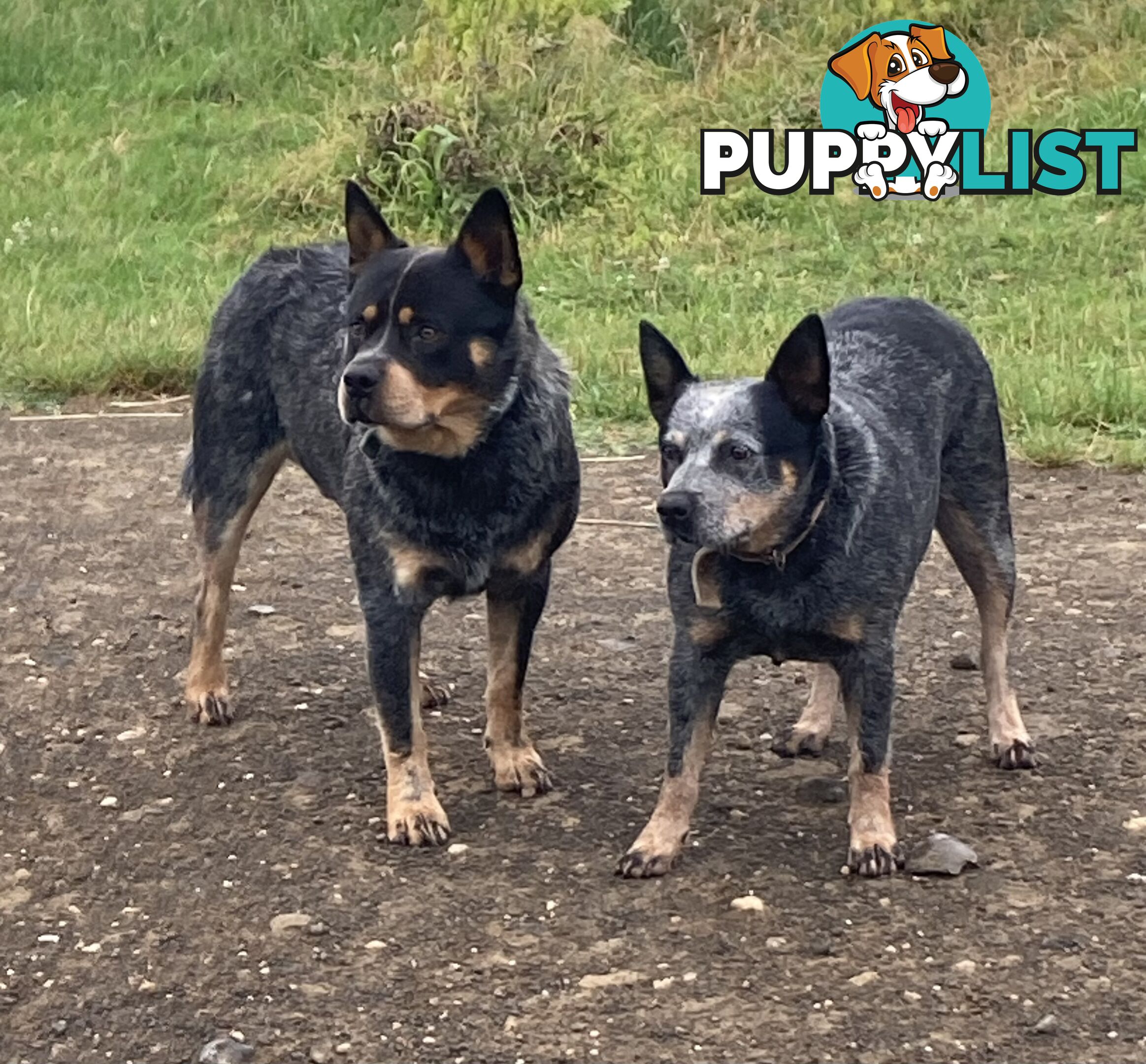 Beautiful blue heeler pups