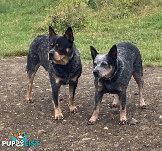 Beautiful blue heeler pups