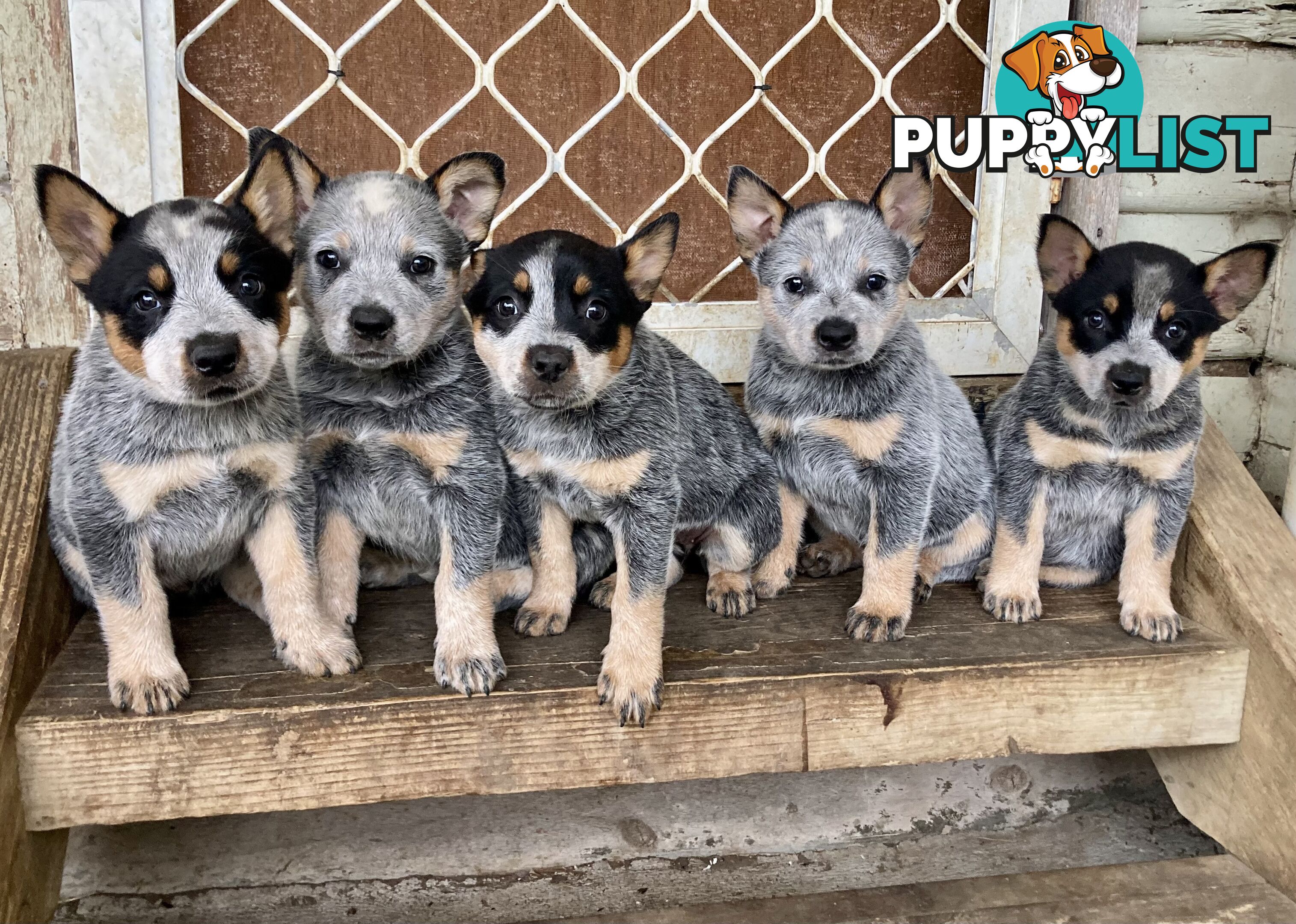 Beautiful blue heeler pups