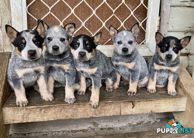 Beautiful blue heeler pups