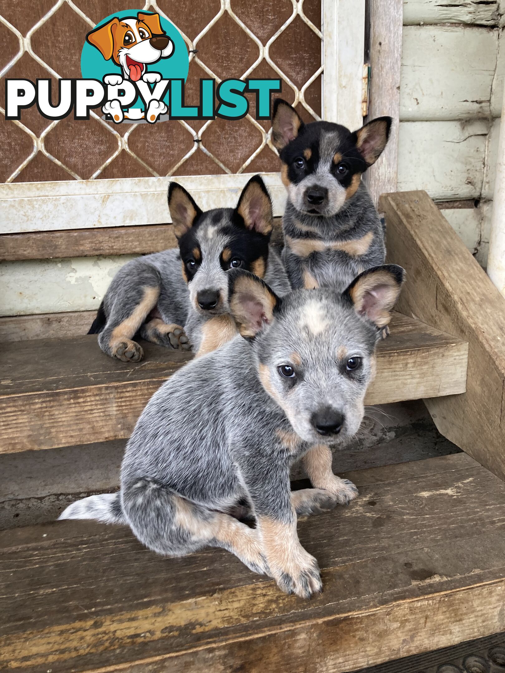 Beautiful blue heeler pups