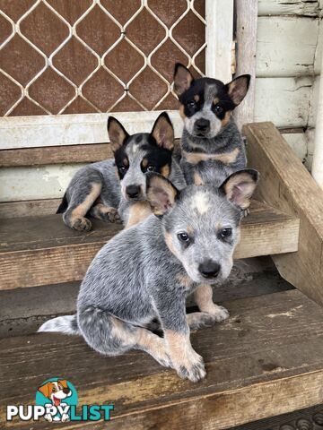 Beautiful blue heeler pups