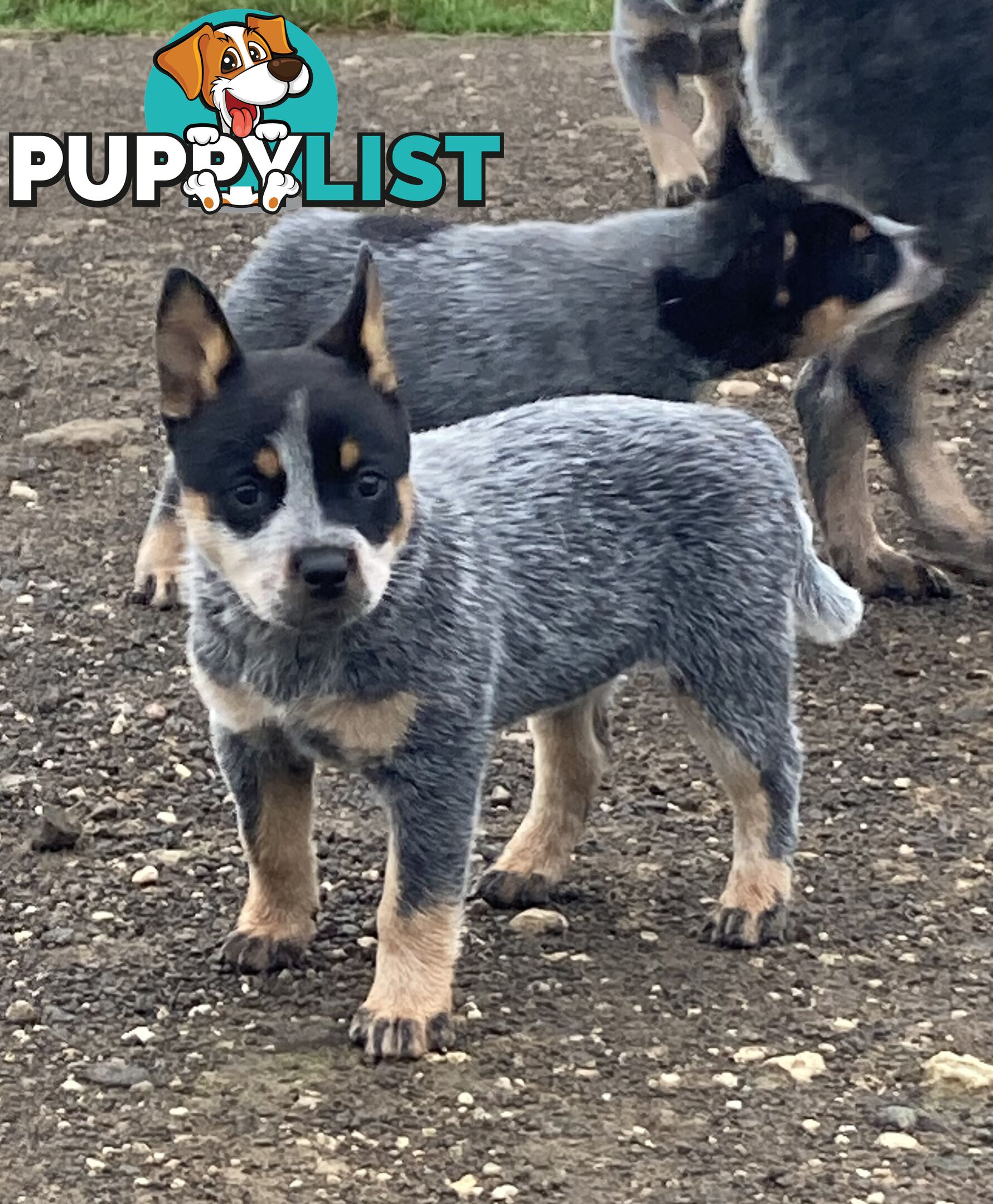 Beautiful blue heeler pups