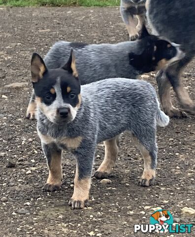 Beautiful blue heeler pups