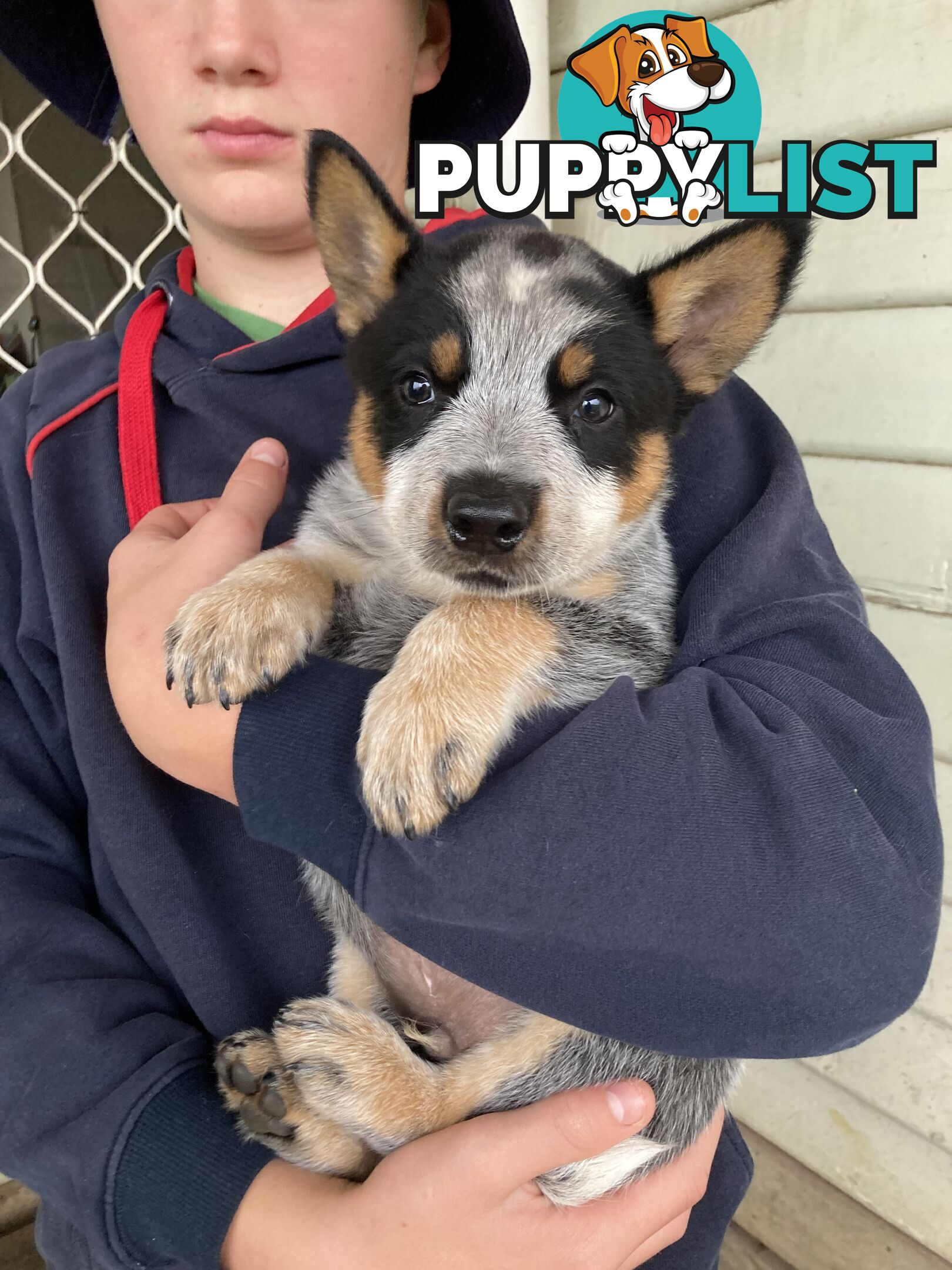 Beautiful blue heeler pups