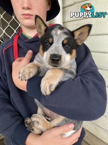 Beautiful blue heeler pups