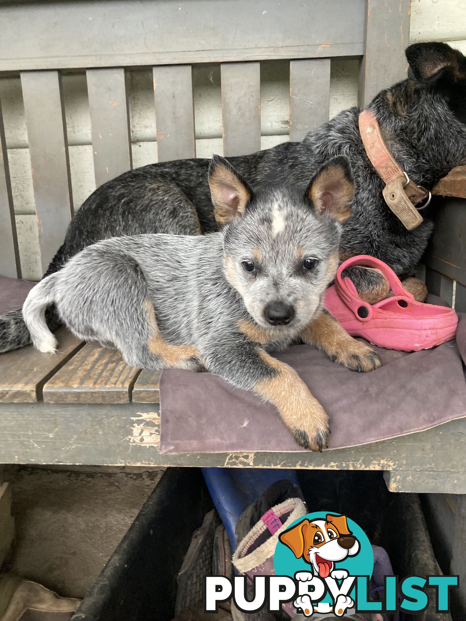 Beautiful blue heeler pups