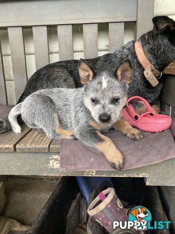 Beautiful blue heeler pups