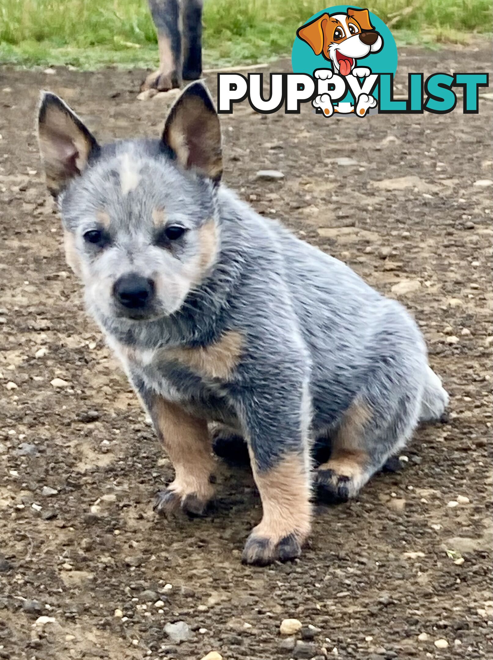 Beautiful blue heeler pups