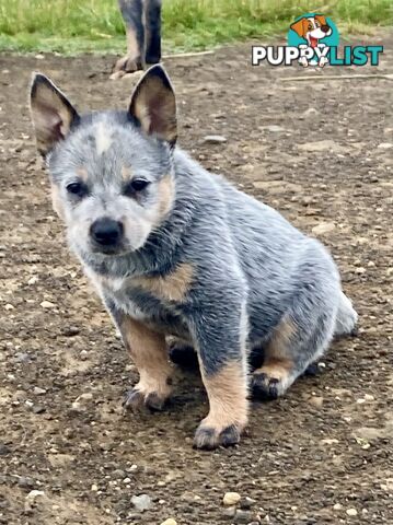 Beautiful blue heeler pups