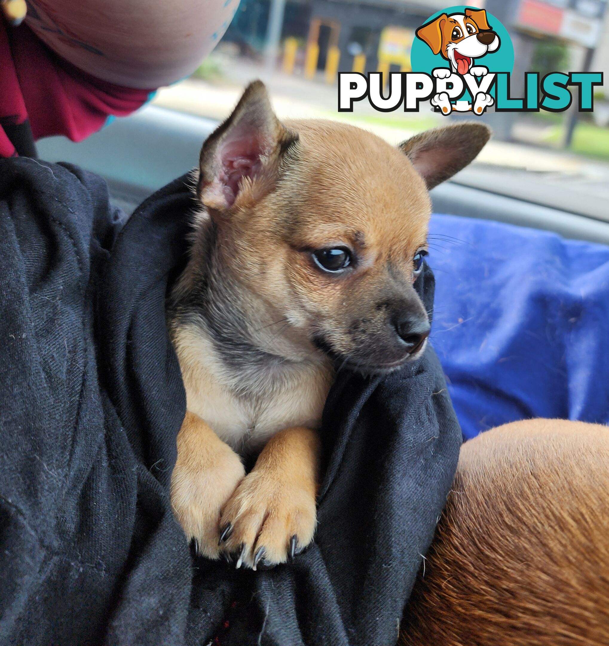 Pure Bred Deer Head Chihuahua 1 Male