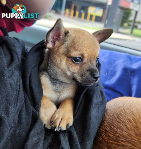 Pure Bred Deer Head Chihuahua 1 Male