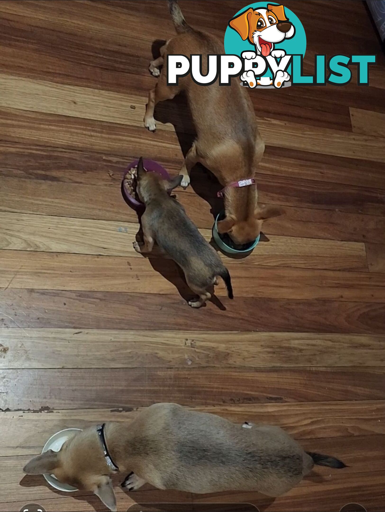 Pure Bred Deer Head Chihuahua 1 Male