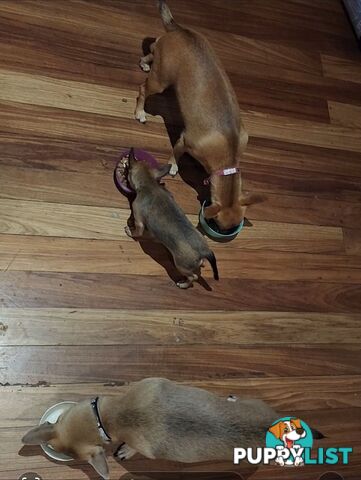 Pure Bred Deer Head Chihuahua 1 Male