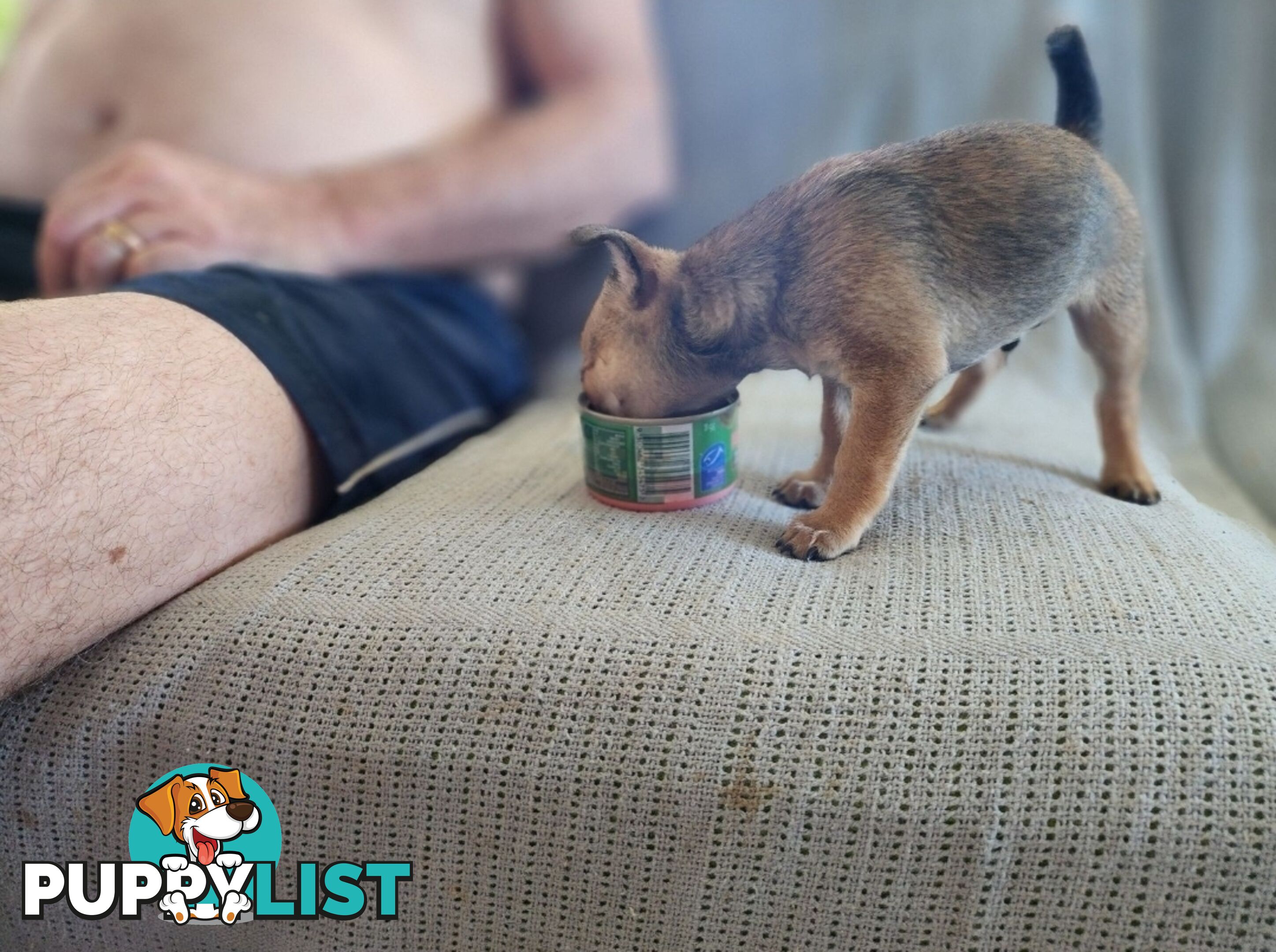 Pure Bred Deer Head Chihuahua 1 Male