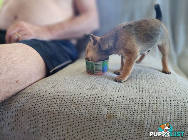 Pure Bred Deer Head Chihuahua 1 Male