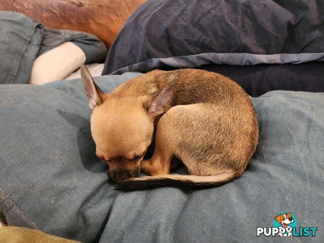 Pure Bred Deer Head Chihuahua 1 Male