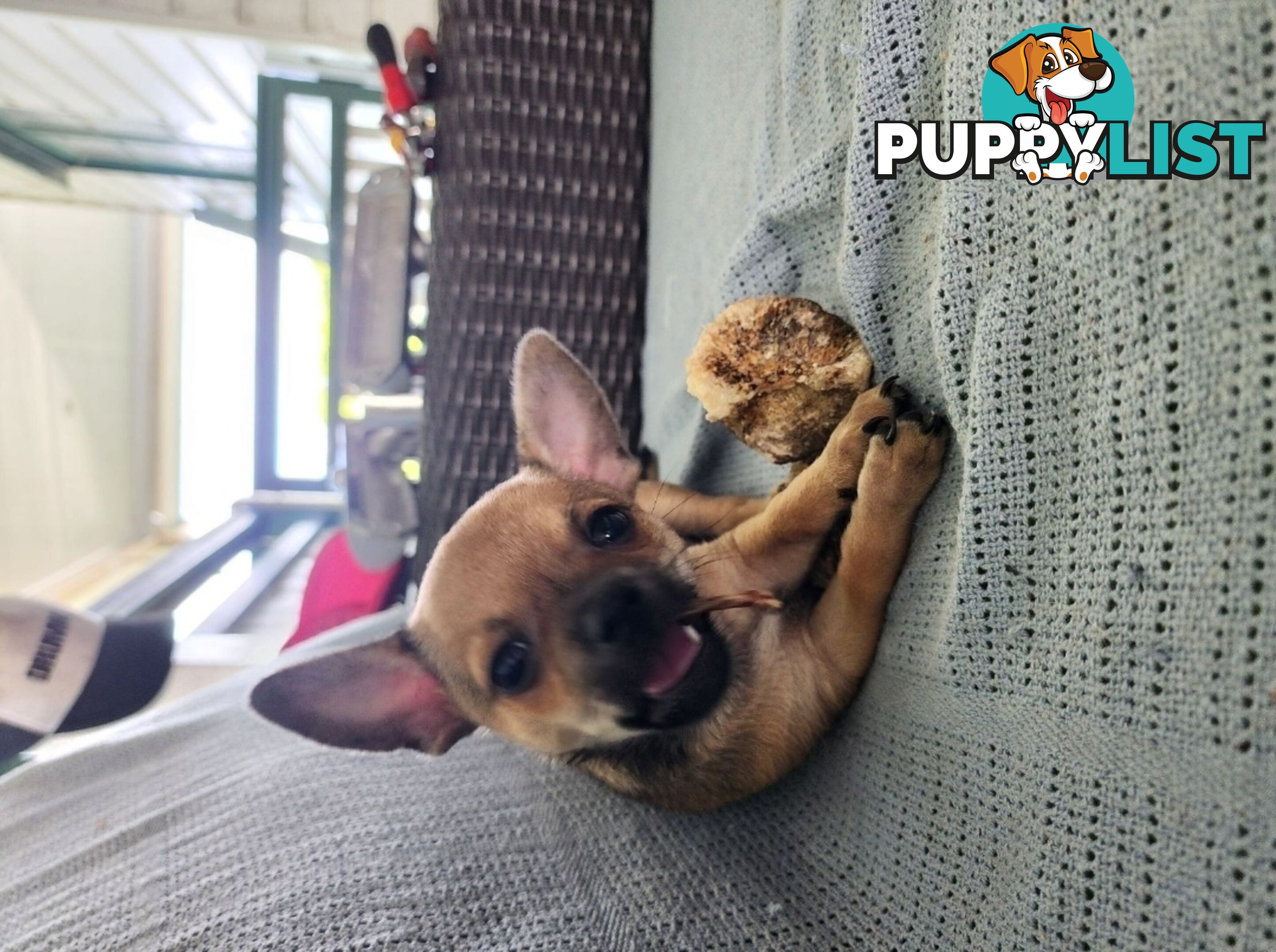 Pure Bred Deer Head Chihuahua 1 Male