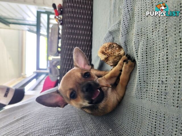 Pure Bred Deer Head Chihuahua 1 Male