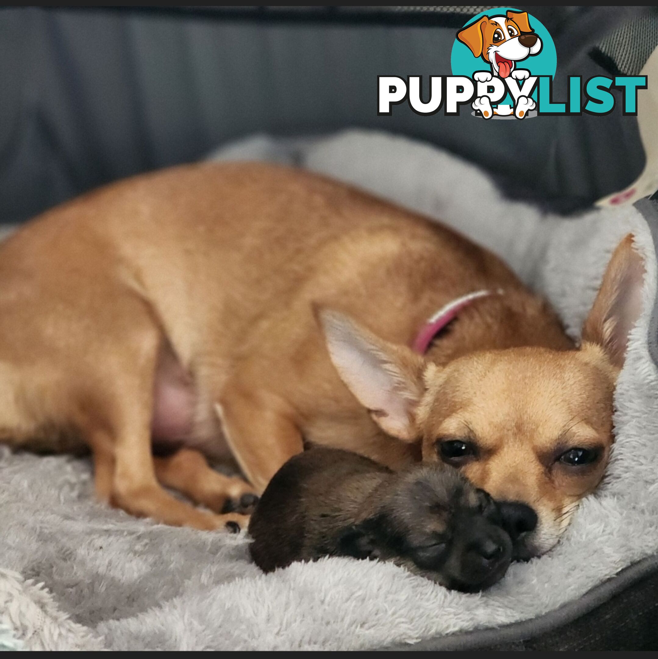 Pure Bred Deer Head Chihuahua 1 Male