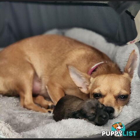 Pure Bred Deer Head Chihuahua 1 Male