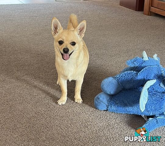 Gorgeous Pomeranian x Chihuahua pup