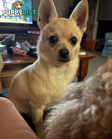 Gorgeous Pomeranian x Chihuahua pup
