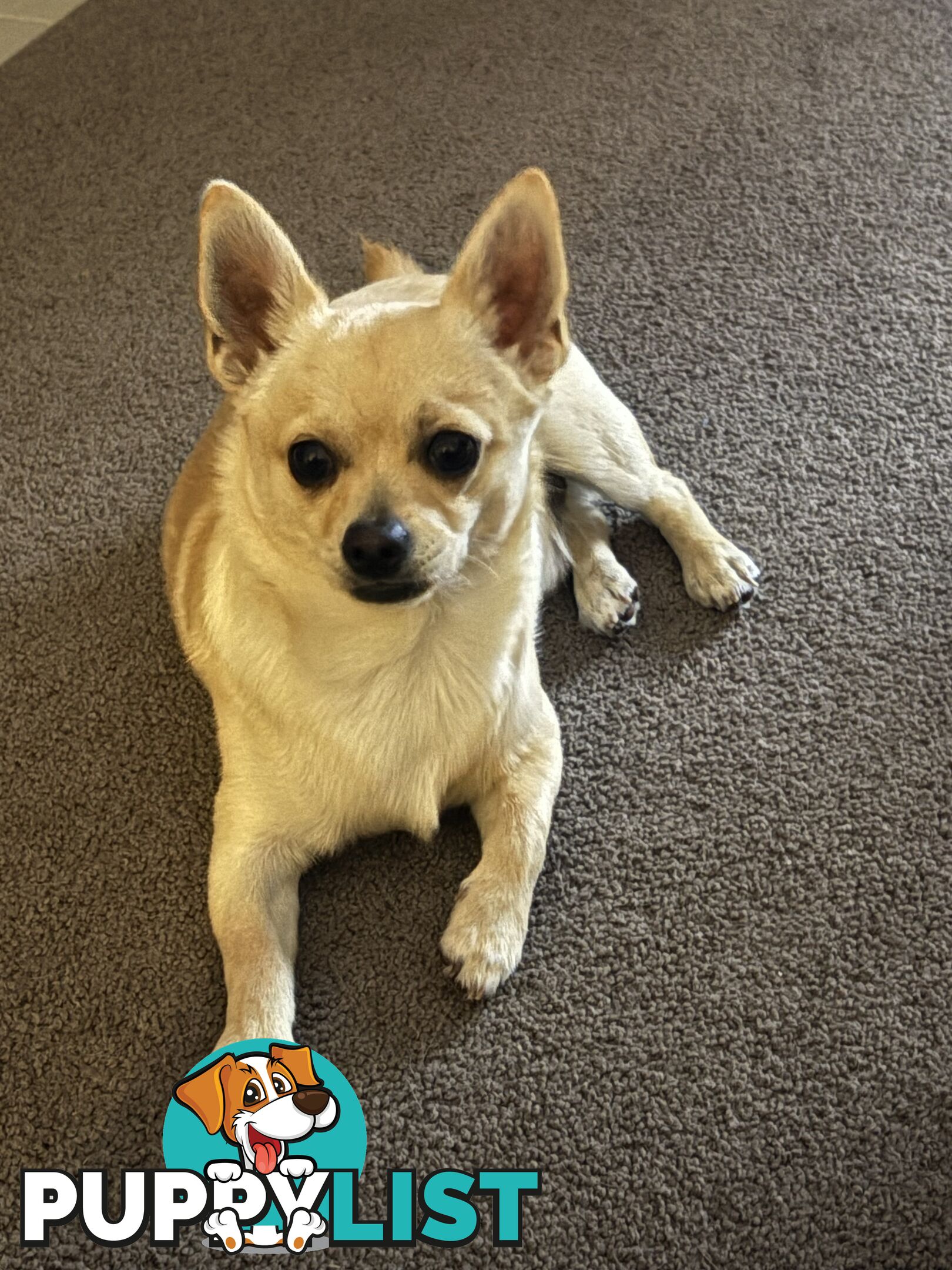 Gorgeous Pomeranian x Chihuahua pup