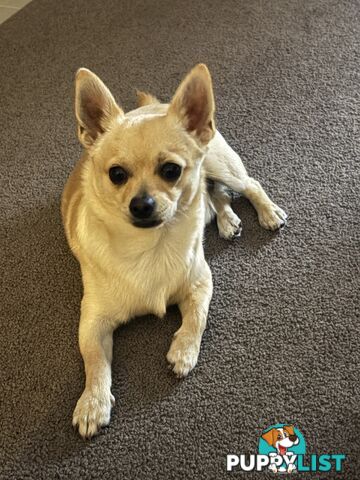 Gorgeous Pomeranian x Chihuahua pup