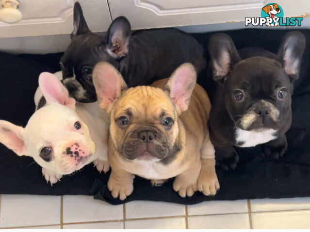 Purebred FrenchBulldog Pups