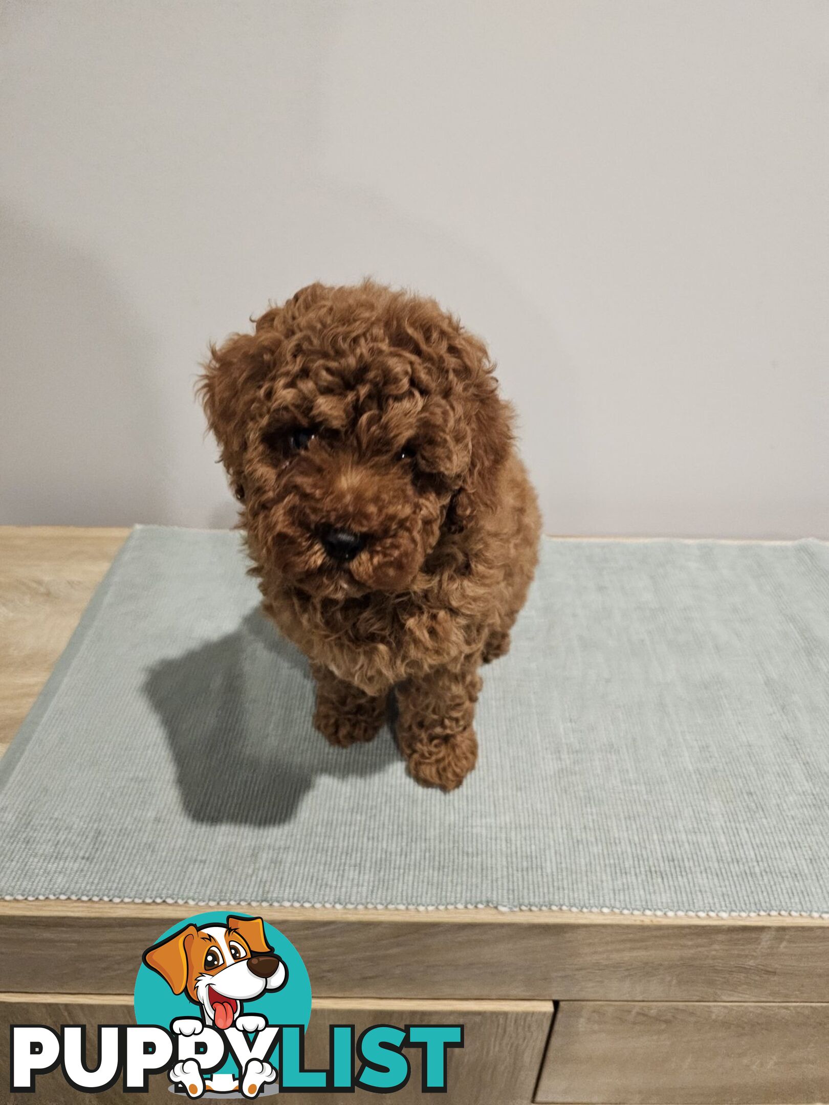 Toy Poodle puppies - pure breed - nice dark colour - lovely spirited