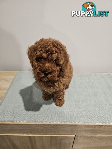 Toy Poodle puppies - pure breed - nice dark colour - lovely spirited