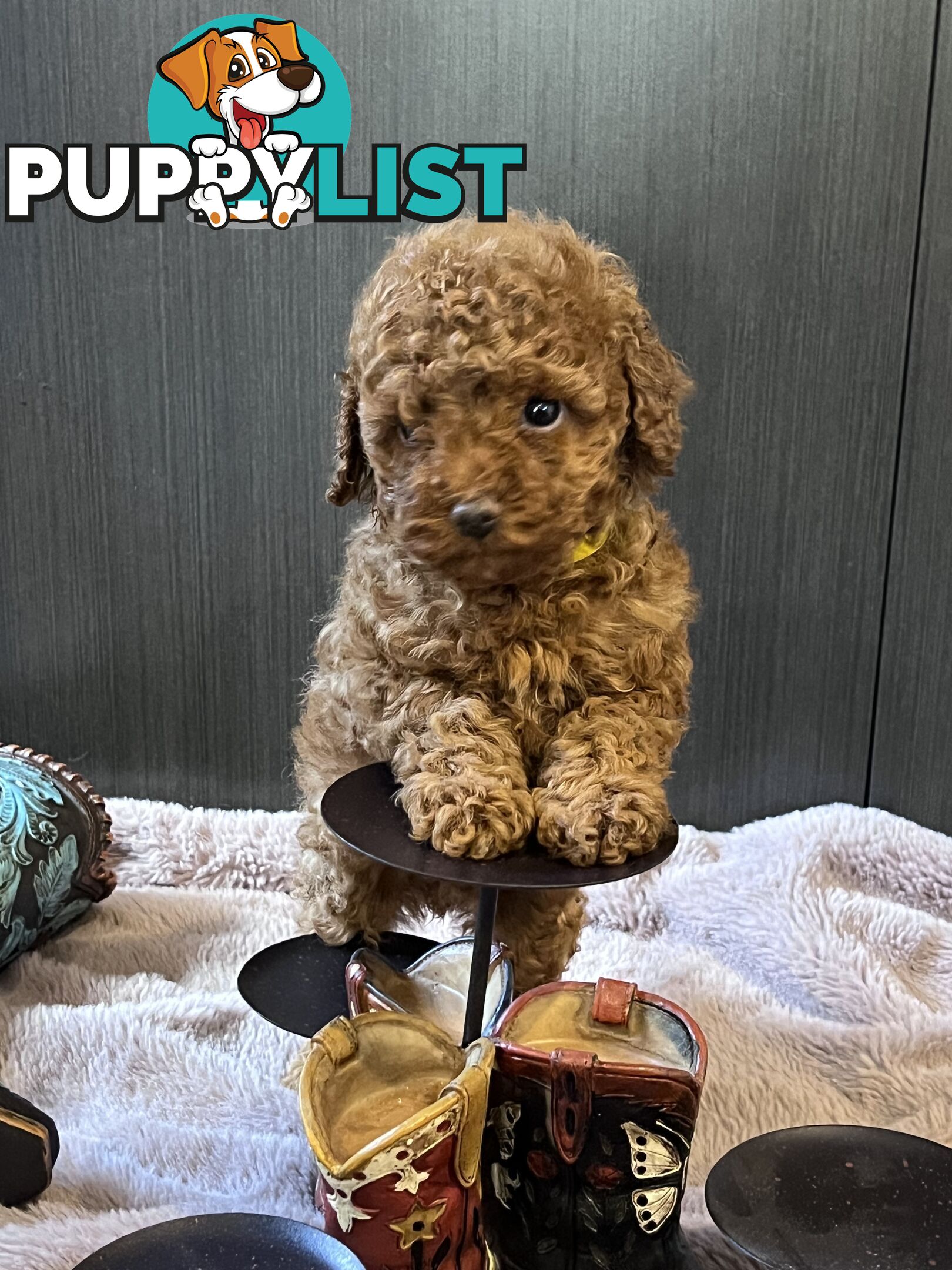 Toy Poodle puppies - pure breed - nice dark colour - lovely spirited