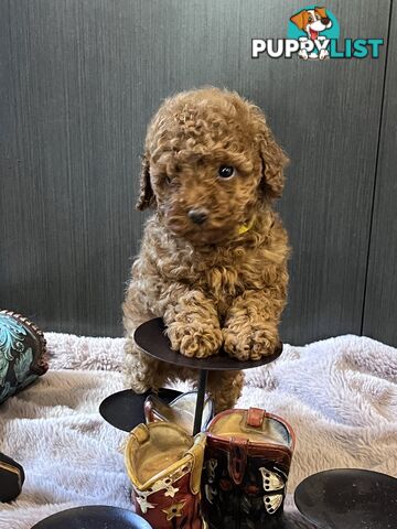 Toy Poodle puppies - pure breed - nice dark colour - lovely spirited