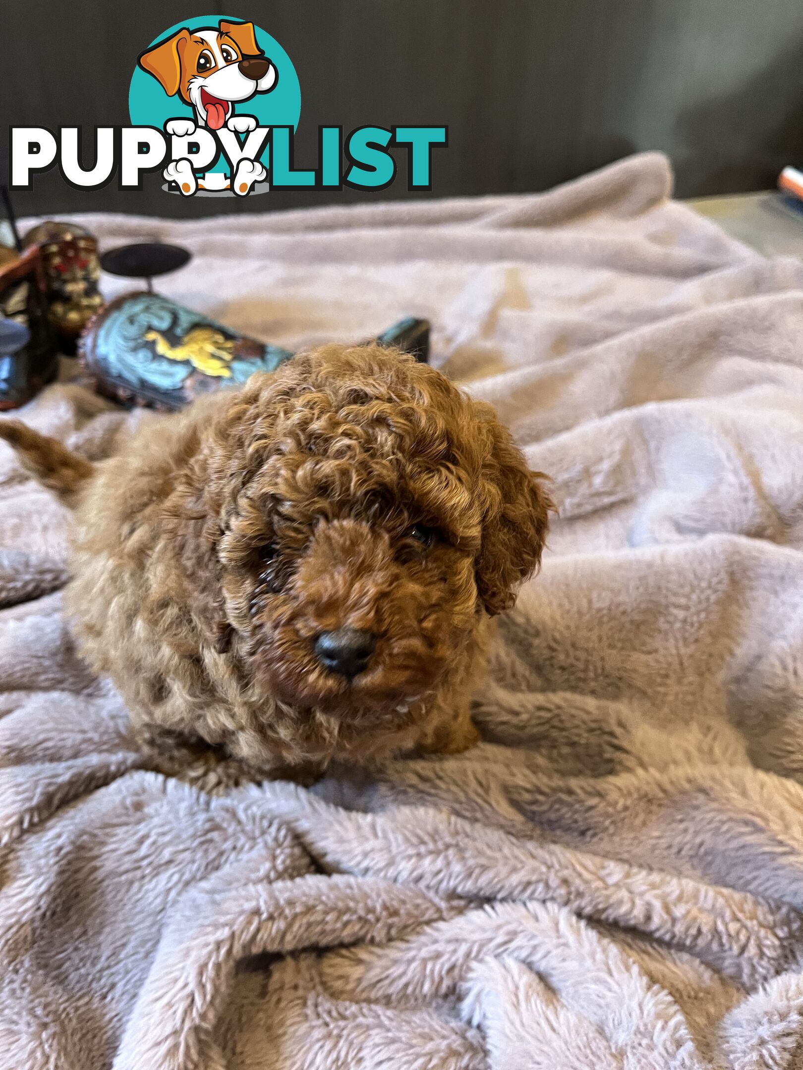 Toy Poodle puppies - pure breed - nice dark colour - lovely spirited