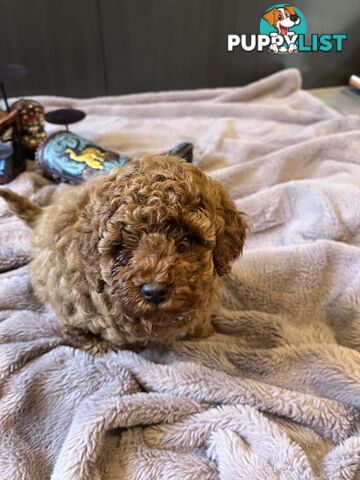 Toy Poodle puppies - pure breed - nice dark colour - lovely spirited