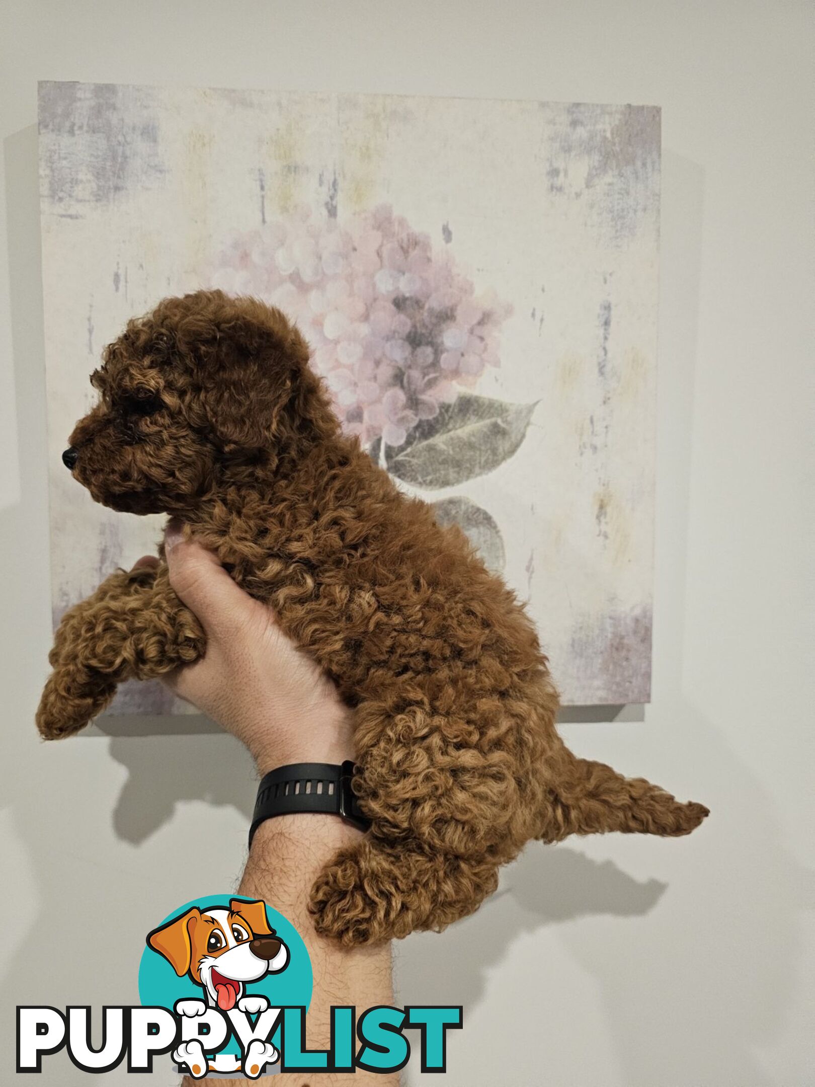 Toy Poodle puppies - pure breed - nice dark colour - lovely spirited