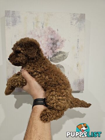 Toy Poodle puppies - pure breed - nice dark colour - lovely spirited