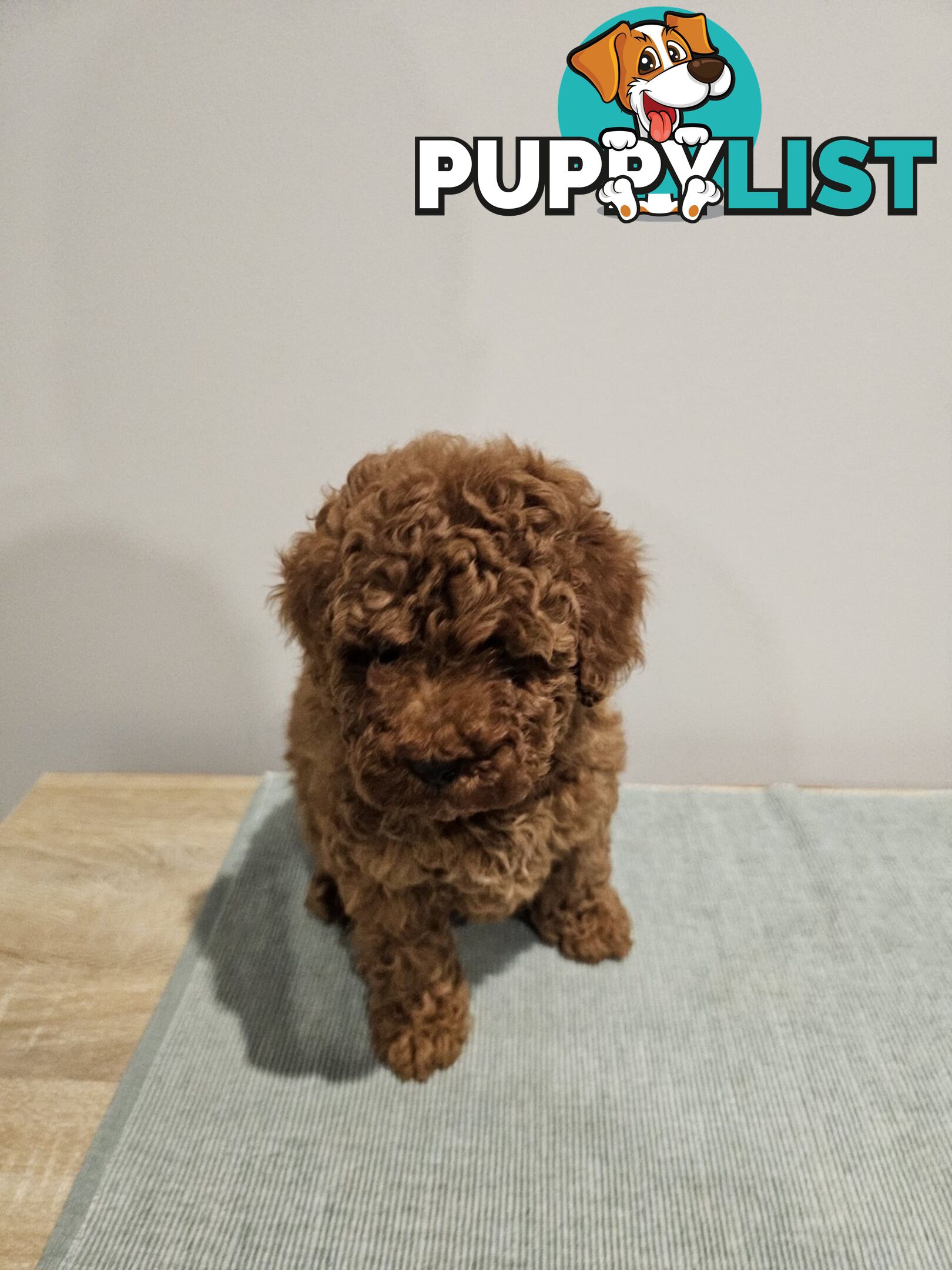 Toy Poodle puppies - pure breed - nice dark colour - lovely spirited